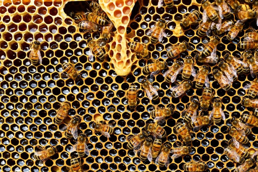 العسل للامساك