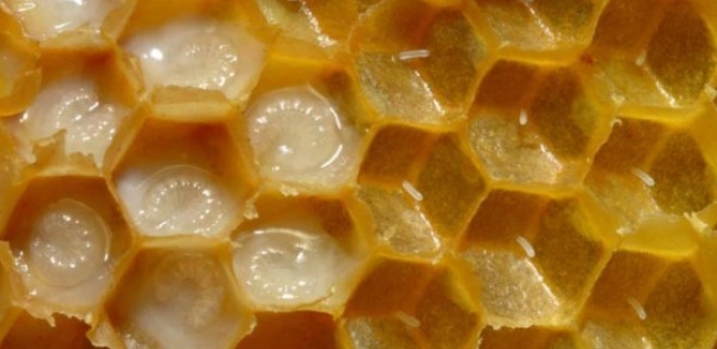 هل تناول العسل على الريق مفيد