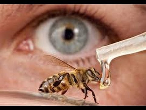 فوائد العسل لضعف النظر
