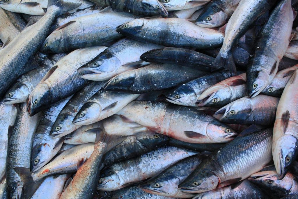 تصدير السمك من تركيا