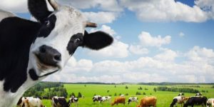 دراسة جدوى مزرعة أبقار في تركيا