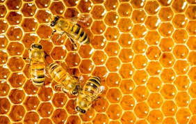 مشروع تربية النحل في تركيا