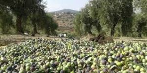 تجارة الزيتون في تركيا